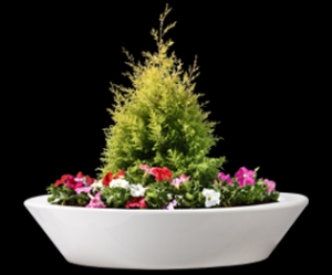 Manufacturers Exporters and Wholesale Suppliers of Bowl Planter With Plant Kolkata West Bengal